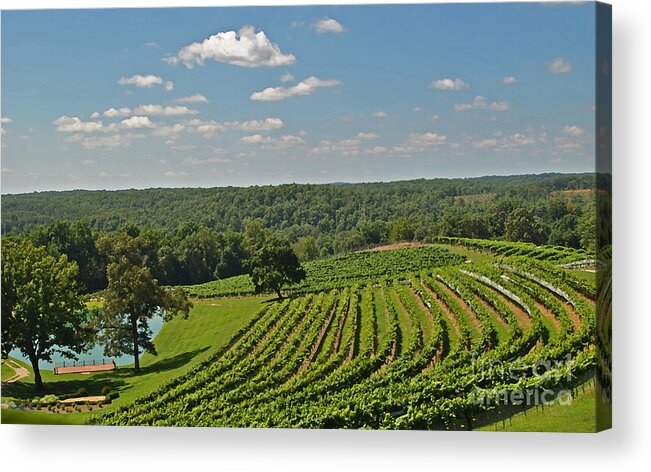 Vineyard Acrylic Print featuring the photograph Vineyard Rows by Jost Houk