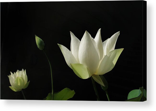 Garden Acrylic Print featuring the photograph White Lotus Profile by Deborah Smith