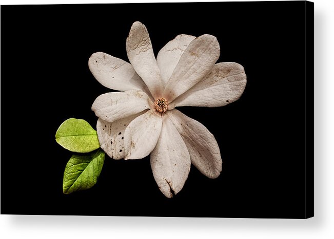 Wounded White Magnolia Acrylic Print featuring the photograph Wounded White Magnolia Wide Version by Weston Westmoreland