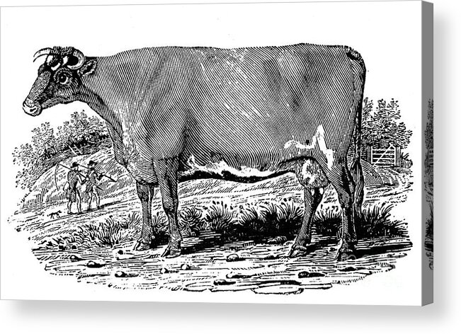 1790 Acrylic Print featuring the photograph Cattle #1 by Granger