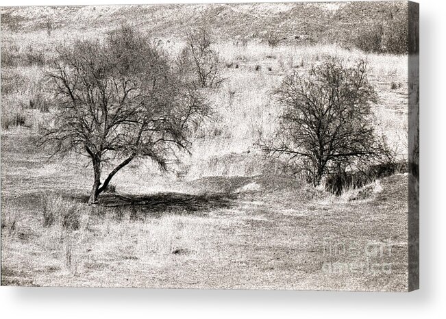 Tree Acrylic Print featuring the photograph Landscape near Vadu #1 by Gabriela Insuratelu