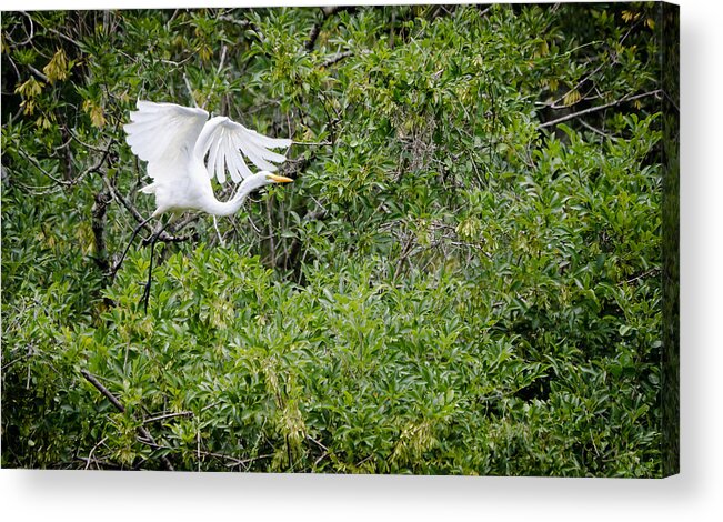 Great Acrylic Print featuring the photograph Great Egret #2 by Mike Rivera
