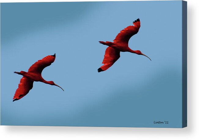 Scarlet Ibis Acrylic Print featuring the photograph Scarlet Ibis by Larry Linton