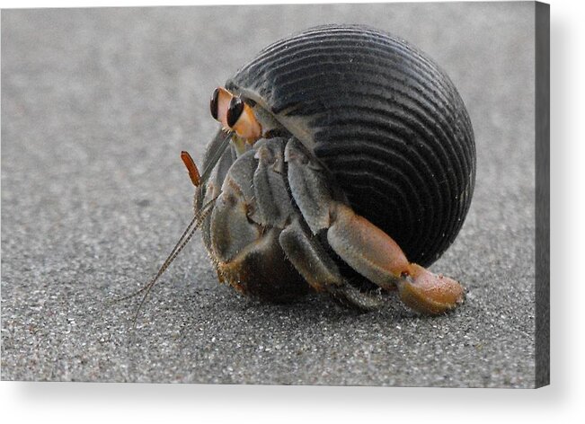 Hermit Crab Acrylic Print featuring the photograph ANIMALS Hermit Crab at CURU by William OBrien