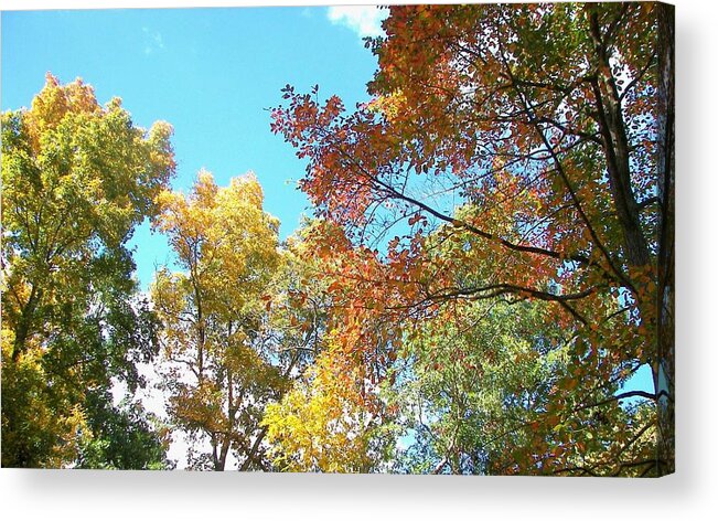 Nature Acrylic Print featuring the photograph Autumn's Vibrant Image by Pamela Hyde Wilson