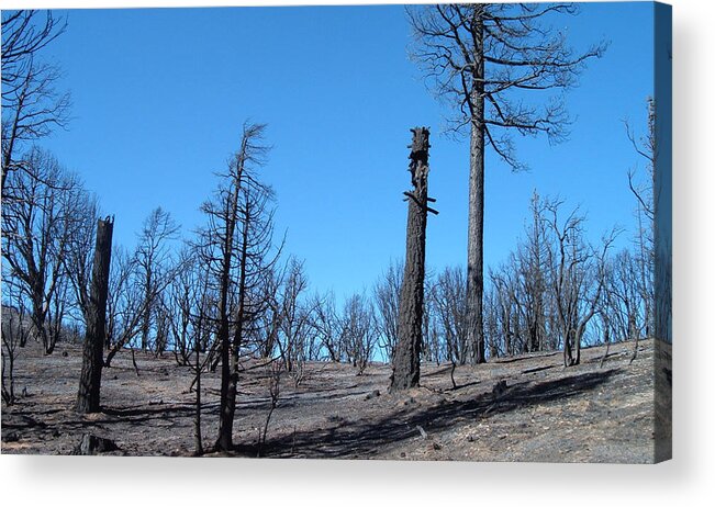 Nature Acrylic Print featuring the photograph Burned Trees in California by Naxart Studio