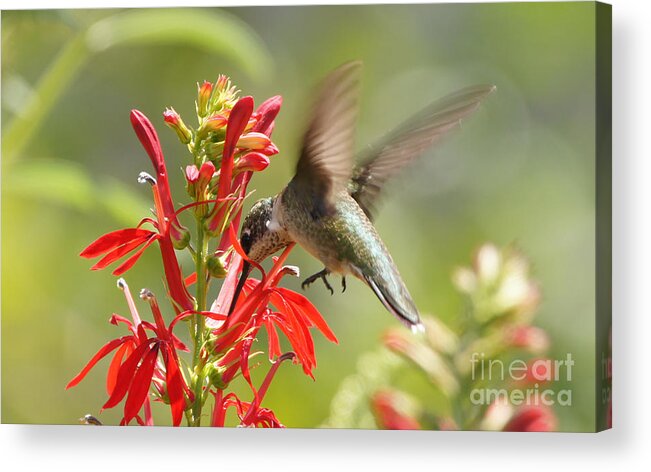 Ruby-throated Hummingbird Acrylic Print featuring the photograph Cardinal Flower and Hummingbird 2 by Robert E Alter Reflections of Infinity
