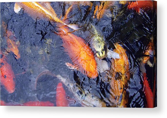 Koi/koi Fish/pond Acrylic Print featuring the photograph Frenzy by Dan Menta