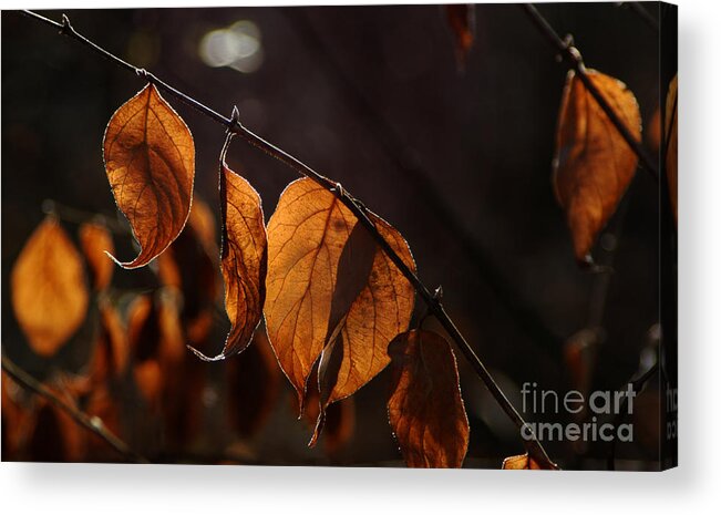 Fall Dry Leaves Light Silhouette Color Brown Yellow Veins Acrylic Print featuring the photograph Golden Leaves by Vilas Malankar