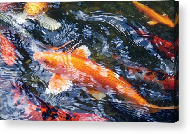 Koi Fish/koi Pond/water Acrylic Print featuring the photograph In The Mix by Dan Menta