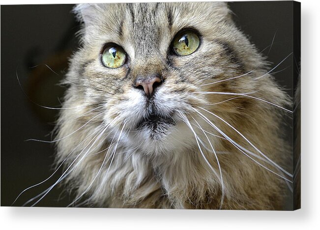 Maine Coon Acrylic Print featuring the photograph Lolas Whiskers by Fraida Gutovich