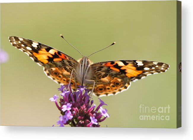 Painted Lady Acrylic Print featuring the photograph Stained Glass Lady by Robert E Alter Reflections of Infinity