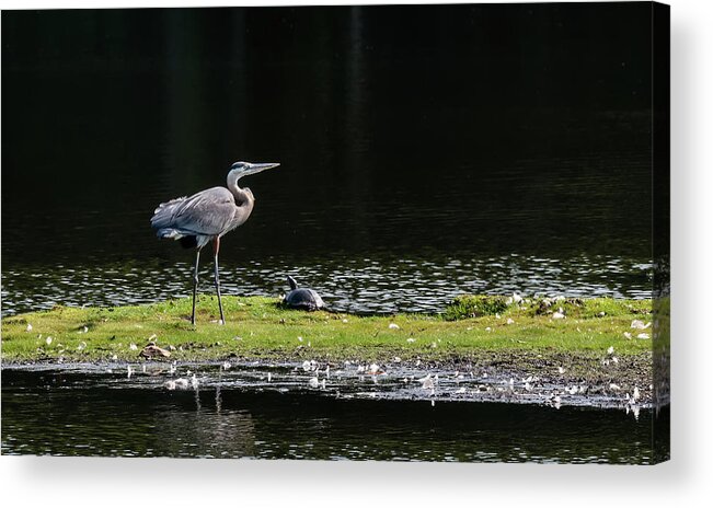 Great Blue Heron Acrylic Print featuring the photograph Chesapeake Bay Great Blue Heron #1 by Patrick Wolf