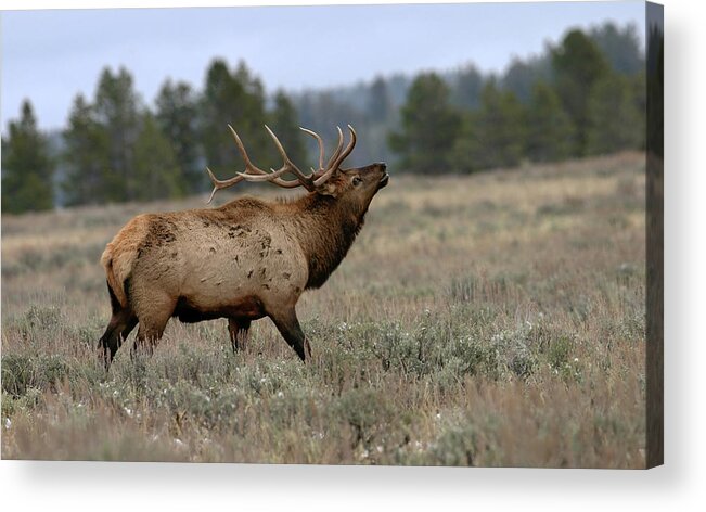 Elk Acrylic Print featuring the photograph Elk #1 by Ronnie And Frances Howard