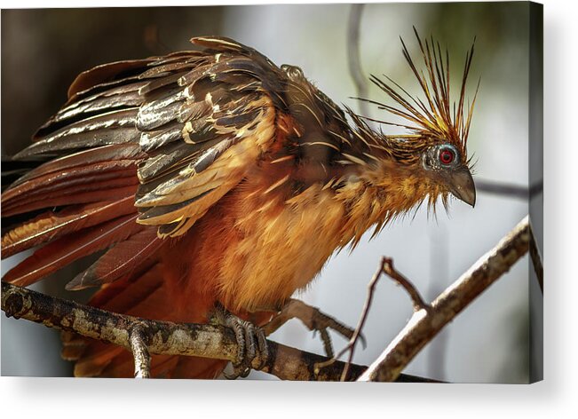Colombia Acrylic Print featuring the photograph Hoatzin La Macarena Colombia #1 by Adam Rainoff