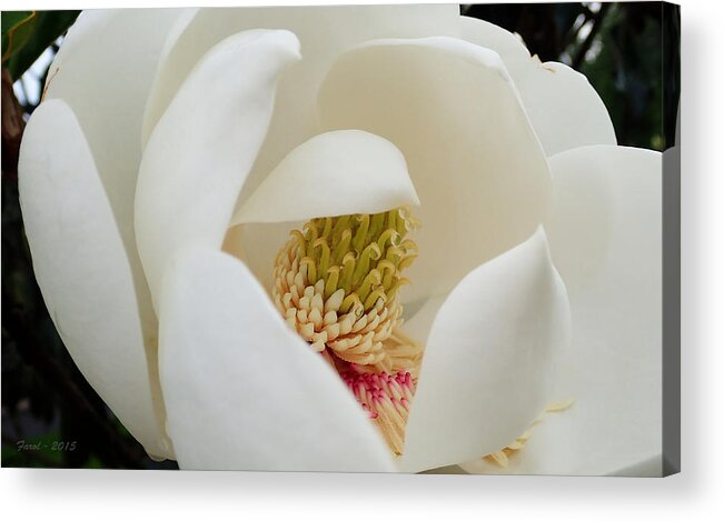 Magnolia Acrylic Print featuring the photograph Magnolia Blossom #2 by Farol Tomson