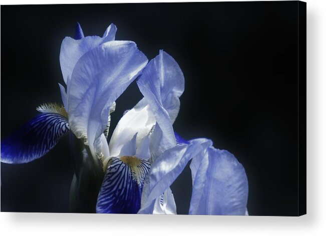 Flower Acrylic Print featuring the photograph Midnight Blue Iris #1 by Barbara St Jean