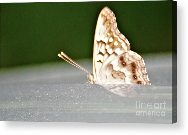 Butterflies Acrylic Print featuring the photograph Butterfly on my car5 by Merle Grenz