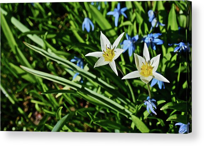 Meadow Garden Acrylic Print featuring the photograph 2017 Spring Gardens Meadow Garden Alpine Tulips 1 by Janis Senungetuk