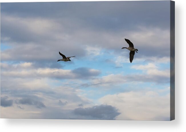 Canada Geese Acrylic Print featuring the photograph Canada Geese by Holden The Moment