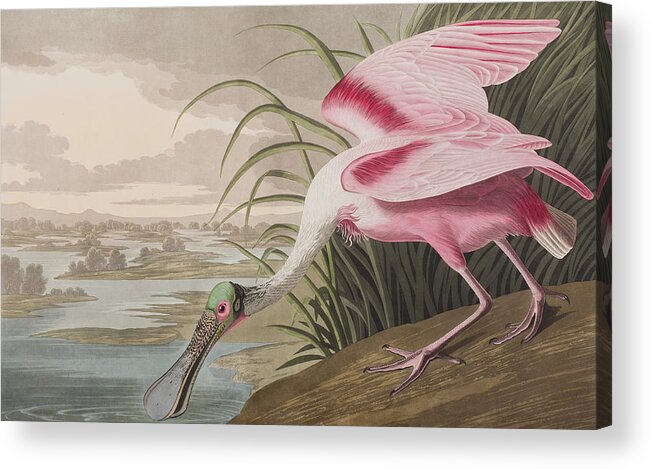 Roseate Spoonbill Acrylic Print featuring the painting Roseate Spoonbill by John James Audubon