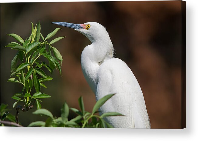 Wildlife Acrylic Print featuring the photograph A Resting Snowy Egret by Kenneth Albin