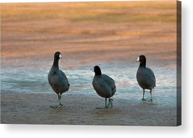 American Acrylic Print featuring the photograph American Coot 4696-012818-4 by Tam Ryan