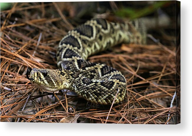 Rattlesnake Acrylic Print featuring the photograph Among the Pines by JC Findley