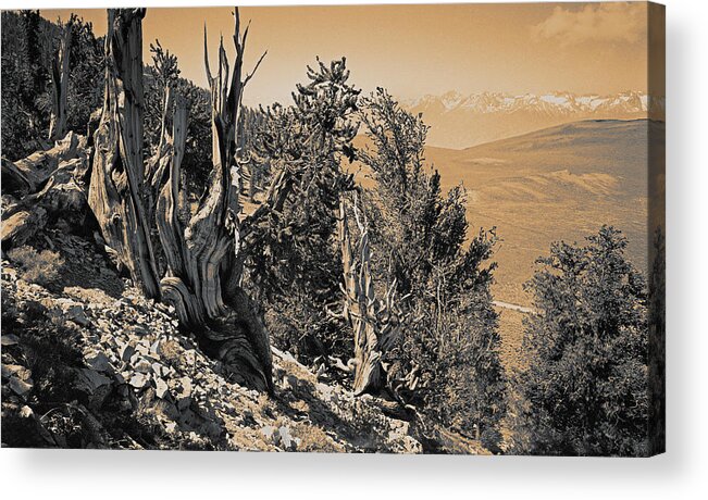 Bristlecone Pine Acrylic Print featuring the photograph Ancient Bristlecone Pine Tree, Composition 10 sepia toned, Inyo National Forest, California by Kathy Anselmo