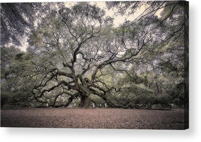 South Carolina Acrylic Print featuring the photograph Angel Oak by Robert Fawcett