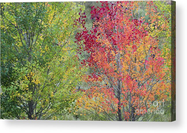 Aspen Acrylic Print featuring the photograph Autumnal Aspen Trees by Tim Gainey