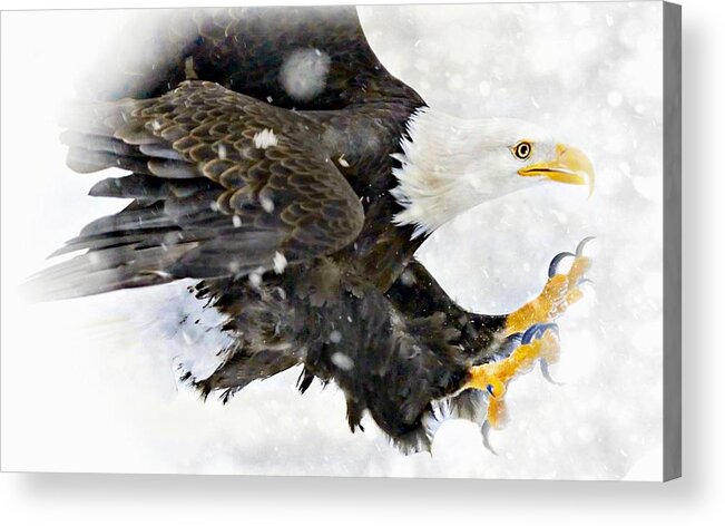 Eagle Acrylic Print featuring the photograph Bald Eagle by Jean Francois Gil