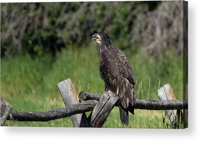 Eagle Acrylic Print featuring the photograph Bald Eagle by Ronnie And Frances Howard