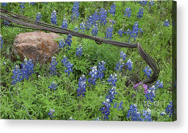 Austin Acrylic Print featuring the photograph Bluebonnets and Wire by Patti Schulze