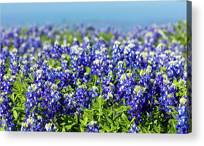 Austin Acrylic Print featuring the photograph Bluebonnets by Raul Rodriguez