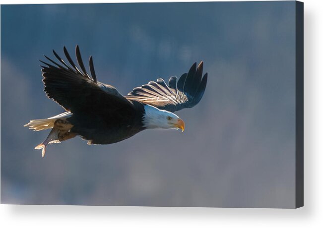 Eagle Acrylic Print featuring the photograph Breakfast Run by John Roach