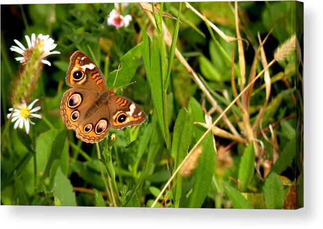 Butterfly Acrylic Print featuring the photograph Buckeye Butterfly in Nature by Rosalie Scanlon