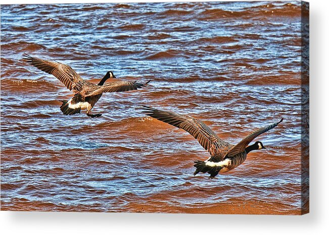 Canada Acrylic Print featuring the photograph Canada Geese Going Home by Lawrence Christopher