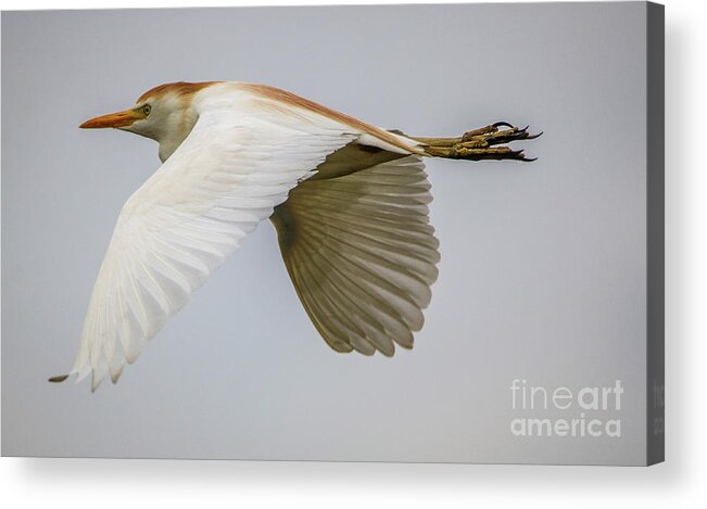 Egret Acrylic Print featuring the photograph Cattle Egret in Flight by Tom Claud