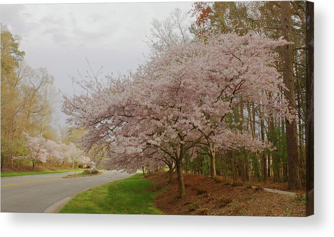 Cherry Blossoms Acrylic Print featuring the photograph Cherry Trees on Canon Blvd by Ola Allen