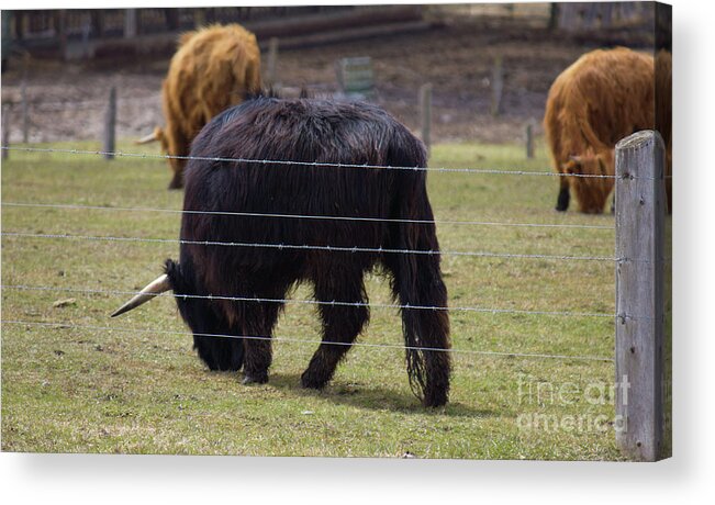 Chocolate Cow Acrylic Print featuring the photograph Chocolate Highland Cow in Pasture by Donna L Munro
