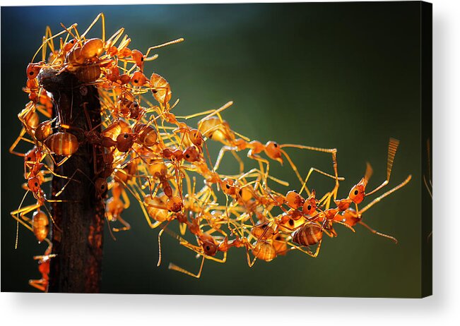 Macro Acrylic Print featuring the photograph Cooperation by Adhi Prayoga
