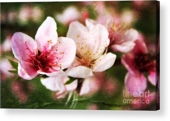 Spring Blossom Acrylic Print featuring the photograph Decadent Spring Delight by Clare Bevan