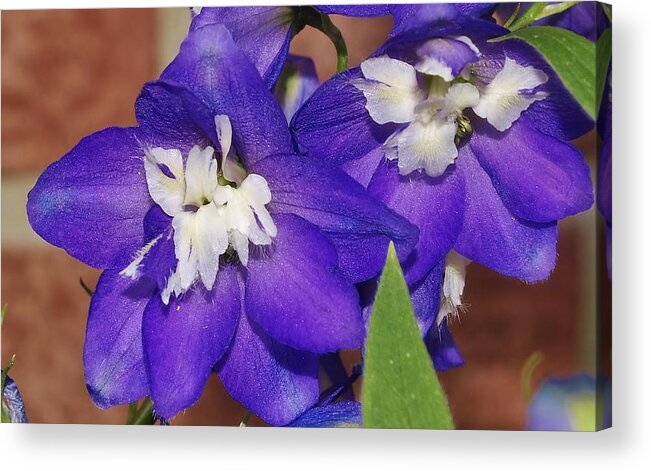 Flowers Acrylic Print featuring the photograph Delphinium by Denise Irving
