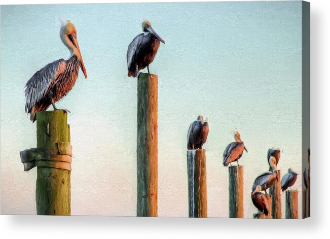 Destin Pelicans Acrylic Print featuring the photograph Destin Pelicans-The Peanut Gallery by JC Findley