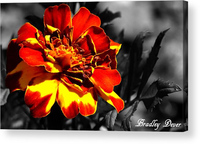 Selected Color Acrylic Print featuring the photograph Disappointing Love by Bradley Dever