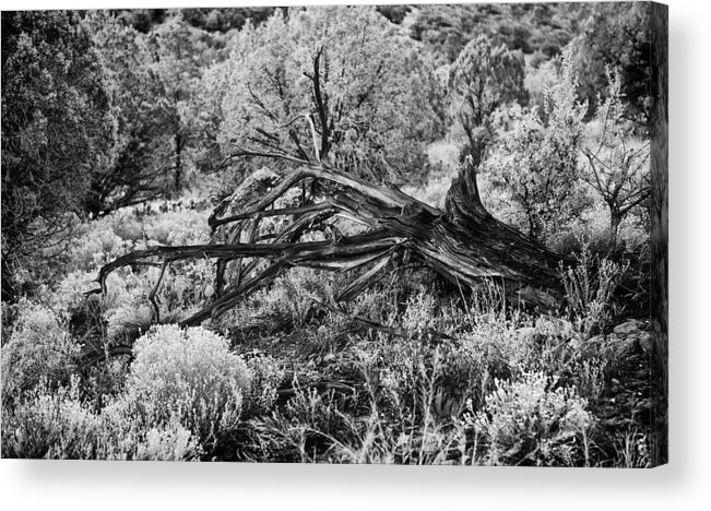 Landscape Acrylic Print featuring the photograph Downed Cypress Sedona Arizona Number five by Bob Coates