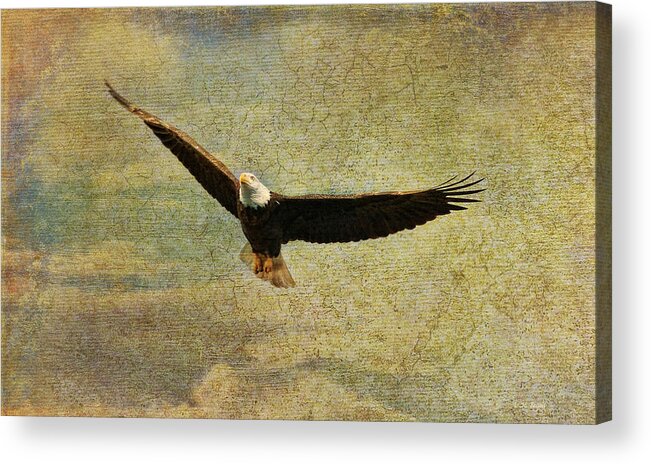 Eagle Acrylic Print featuring the photograph Eagle Medicine by Deborah Benoit