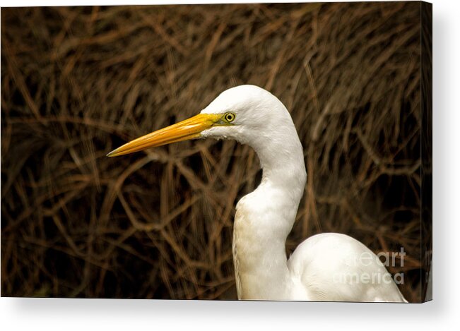 Egret Acrylic Print featuring the photograph Egret by Paul Gillham