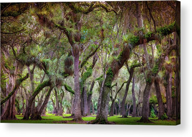 Everglades Acrylic Print featuring the photograph Evergreen by Karen Wiles